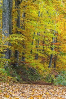 Hiking trail in beech forest (Fagus) in autumn colors, beech plants (Fagaceae), autumn,