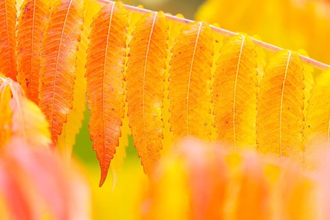 Vinegar tree (Rhus typhina) in autumn colors, autumn, Krauchenwies, Upper Danube nature park Park,