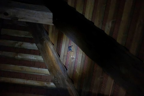 Sleeping bat in roof truss, Graues Langohr, Brandenburg, Germany