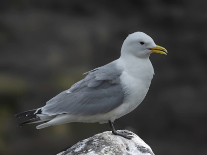 Black-legged Kittiwake (Rissa tridactyla) stands on a rock against a dark background, Grimsey