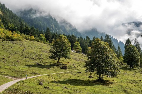 Hiking trail in the Dietersbachtal from Gerstruben to Alpe Dietersbach, Nebelschwanden hang in the