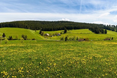 Hilly landscape with spring meadow and farms in Jostal, Titisee-Neustadt, Black Forest,