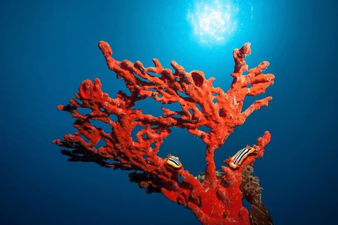 Pajama slug (Chromodoris quadricolor), two, crawling over Red Fire Sponge (Latrunculia magnifica),
