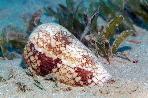 Conical snail (Conus Textile), shell, sandbed, seagrass grass, Red Sea, Marsa Alam, Egypt