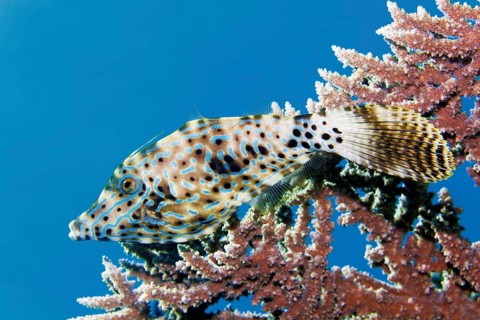 Writing filefish (Aluterus scriptus), hiding under Acropora coral (Acropora), Red Sea, Marsa Alam,