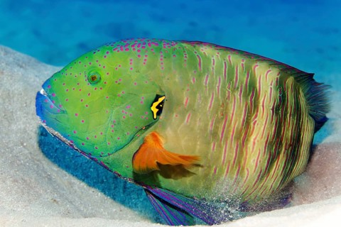 Red-breasted wrapfish (Cheilinus fasciatus), lying on sandy ground, Red Sea, Marsa Alam, Egypt