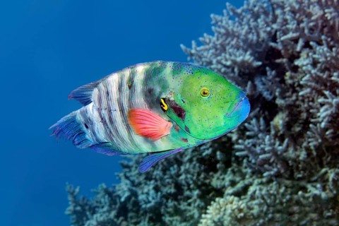 Red-breasted wrapfish (Cheilinus fasciatus) swims across coral reef, Red Sea, Marsa Alam, Egypt