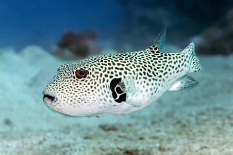 Young giant pufferfish (Arothron stellatus), Red Sea, Marsa Alam, Egypt