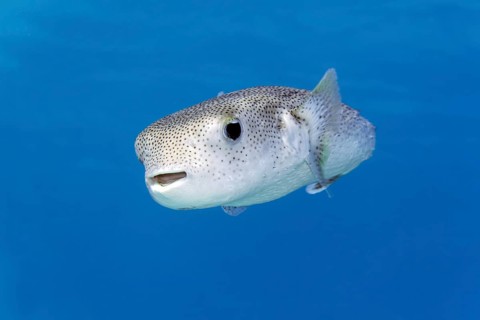 Spotted hedgehog fish (Diodon hystrix) swimming in blue water, Red Sea, Marsa Alam, Egypt