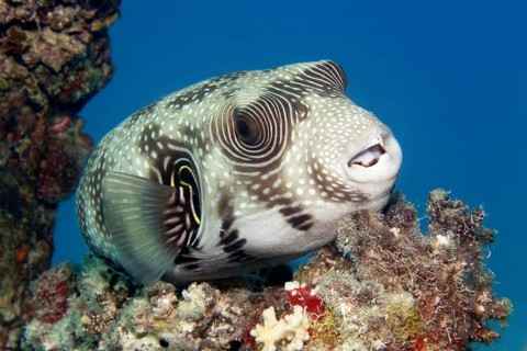 White-spotted pufferfish (Arothron hispidus) resting on stony coral, Red Sea, Marsa Alam, Egypt