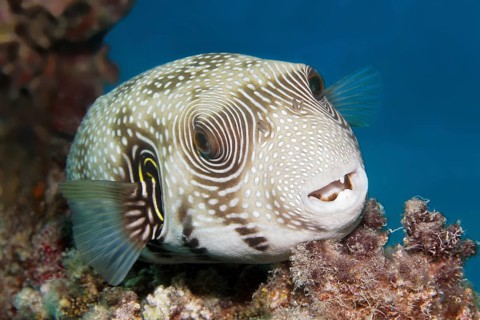 Portrait of white-spotted pufferfish (Arothron hispidus) resting on coral, Red Sea, Marsa Alam,
