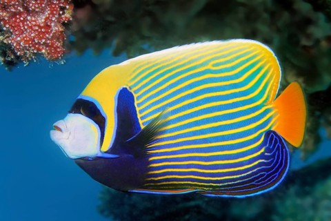 Emperor angelfish (Pomacanthus imperator) swims across coral reef, Red Sea, Marsa Alam, Egypt