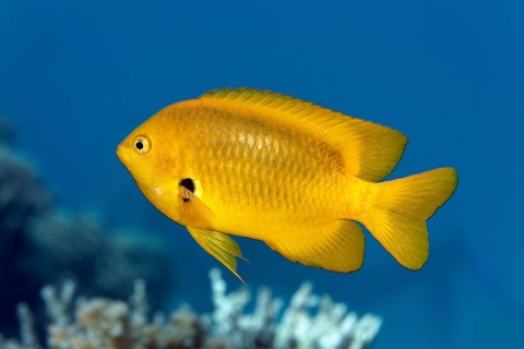 Lemon-yellow demoiselle (Pomacentrus sulfureus) yellow, swimming across coral reef, Red Sea, Marsa