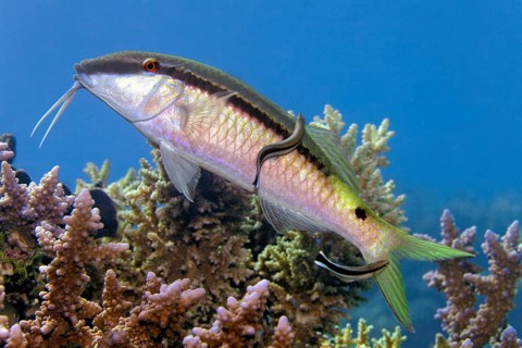 Longbartel red mullet (Parupeneus macronemus) with common cleaning fish (Labroides dimidiatus),
