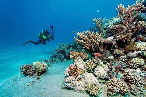 Underwater photographer, diver with underwater camera, camera, approaching intact, small coral