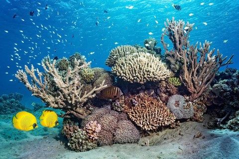 Small coral reef with various hard corals, pair (Chaetodon semilarvatus), Indian Red sea sailfin