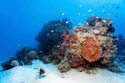 Small coral reef with various corals, schools of fish, swarm of jeweled sea bass (Pseudanthias