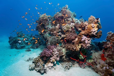 Small coral reef with various corals, shoal of fish, swarm of jeweled sea bass (Pseudanthias