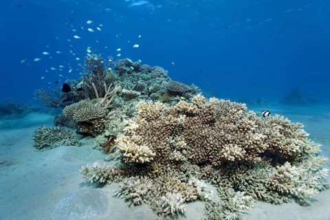 Typical, intact, small coral reef, spot reef made from Acropora coral (Acropora), various reeffish,