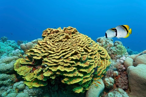 Giant butterflyfish (Chaetodon lineolatus), pair, swimming over twisting lettuce coral (Turbinaria