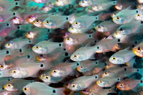 Shoal of shimmering cardinal fish (Archamia lineolata), Red Sea, Marsa Alam, Egypt