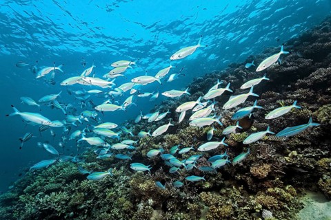 Swarm of gold striped fusilier (Pterocaesio chrysozona) swimming across hard coral reef, Red Sea,
