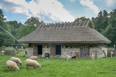 Cattle shed, sheep, goats, thatched roof, Estonian Open Air Museum, Rocco al Mare, Tallinn, Estonia