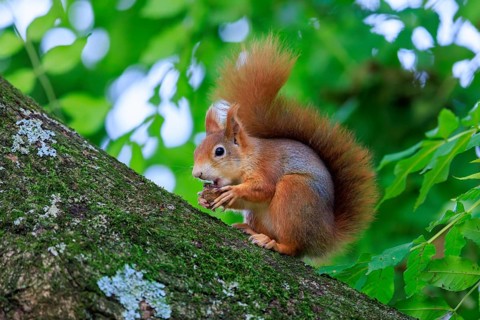 A red squirrel sits on a slanting, mossy branch and nibbles on a nut in front of soft, green leaf