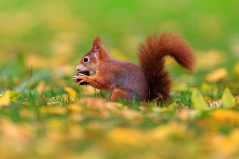 Squirrel nibbling on a nut in leaves, squirrel (Sciurus vulgaris), wildlife, Germany