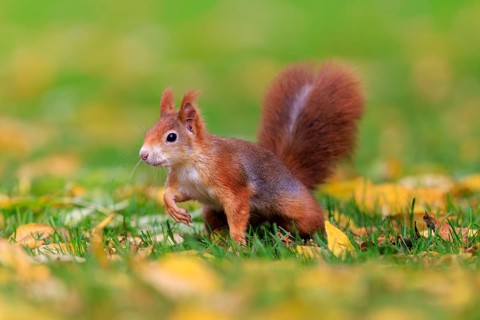 Curious squirrel in colorful autumn grass, squirrel (Sciurus vulgaris), wildlife, Germany