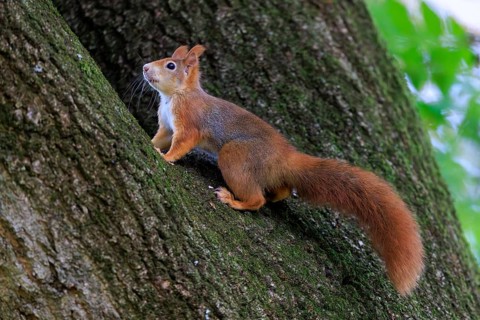 Squirrel climbing up a rough tree trunk, squirrel (Sciurus vulgaris), wildlife, Germany