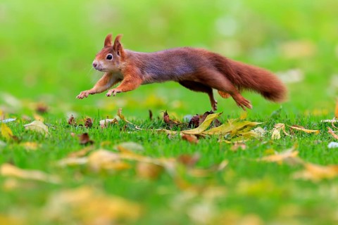 Squirrel jumping just above grass, squirrel (Sciurus vulgaris), wildlife, Germany