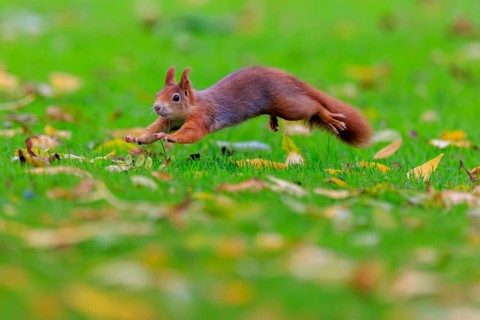 Squirrel jumping across lush green with yellow leaves, squirrel (Sciurus vulgaris), wildlife,