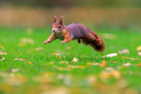 A red squirrel glides sideways across the meadow, sharply captured by soft bokeh and autumnal