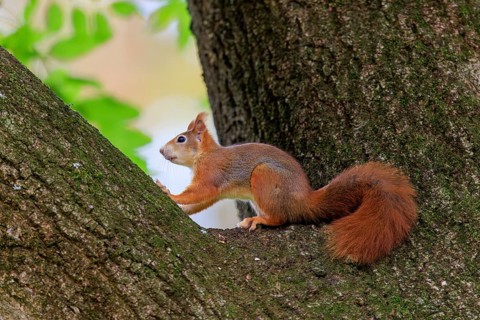 A squirrel rests in the branch fork and observes the surrounding area, squirrel (Sciurus vulgaris),