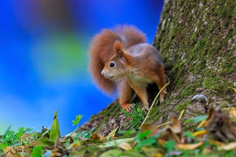 A squirrel peeks at a mossy trunk against a bright blue background, squirrel (Sciurus vulgaris),