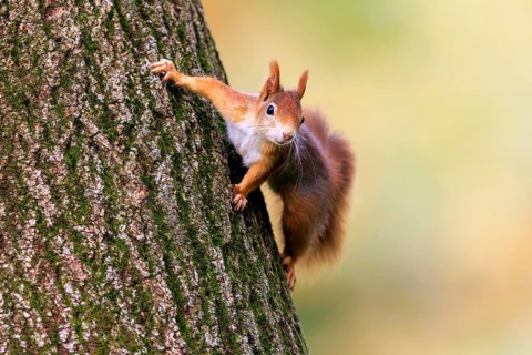 A squirrel clings to the trunk with its paws spread out and looks attentively, squirrel (Sciurus