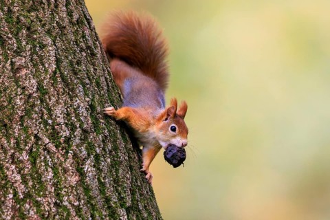 A squirrel climbs upside down the trunk and carries a dark nut, squirrel (Sciurus vulgaris),