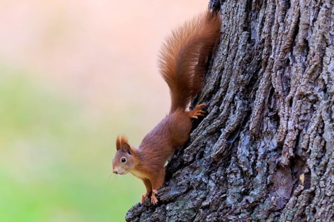 Squirrel climbs head first down the roughly structured trunk, squirrel (Sciurus vulgaris),
