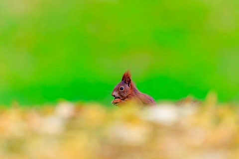 Squirrel visible from the side with nut against green bokeh and gentle foliage blur, squirrel
