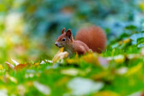 Young squirrel roaming through autumnal grass with coloured leaves, squirrel (Sciurus vulgaris),