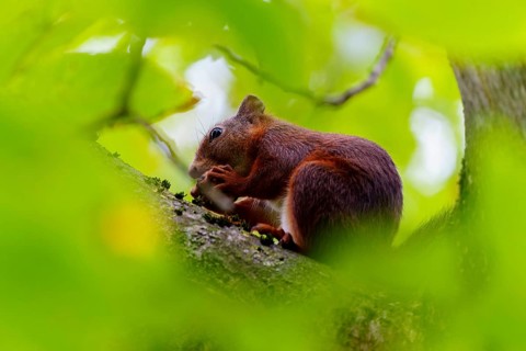 Squirrel nibbling on a branch under cover of thick leaves, squirrel (Sciurus vulgaris), wildlife,
