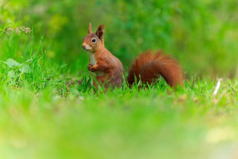 Squirrel sitting in lush green and listening carefully, softly released, squirrel (Sciurus