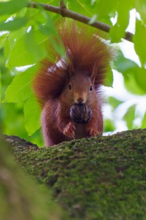 Red squirrel on mossy branch with walnut, surrounded by fresh leafy green, squirrel (Sciurus