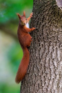 Squirrel clings to bark and looks down curiously, squirrel (Sciurus vulgaris), wildlife, Germany