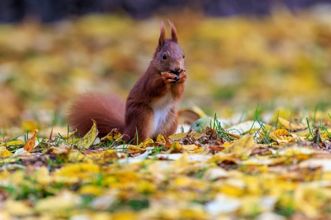 White-chested squirrel nibbling in a sea of leaves, autumnal and peaceful, squirrel (Sciurus