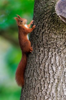 Squirrel climbing up the trunk, set free from soft green, squirrel (Sciurus vulgaris), wildlife,