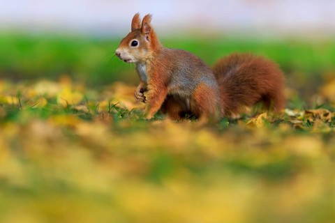Upright and alert in colorful foliage, squirrels in front of gently blurred green, squirrel