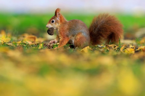 With a nut in its mouth, a squirrel remains on a leafy meadow, squirrel (Sciurus vulgaris),