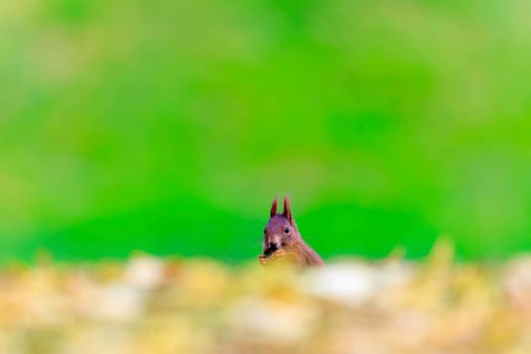 Curious view over a golden leaf edge, squirrel with nut in front of calm greenery, squirrel